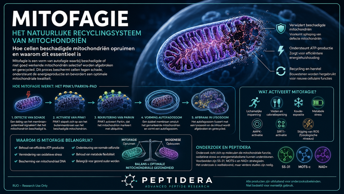 Mitofagie uitgelegd | Hoe cellen beschadigde mitochondriën opruimen