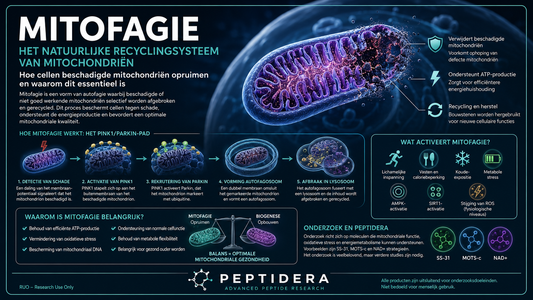 Mitofagie uitgelegd | Hoe cellen beschadigde mitochondriën opruimen