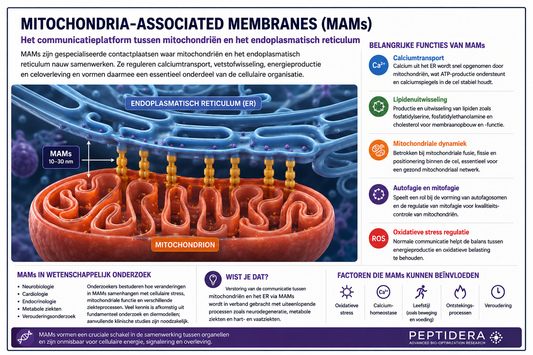 Mitochondria-Associated Membranes (MAMs) uitgelegd | Communicatie tussen mitochondriën en ER