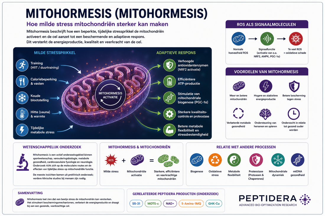Mitohormesis uitgelegd | Hoe milde stress mitochondriën kan versterken