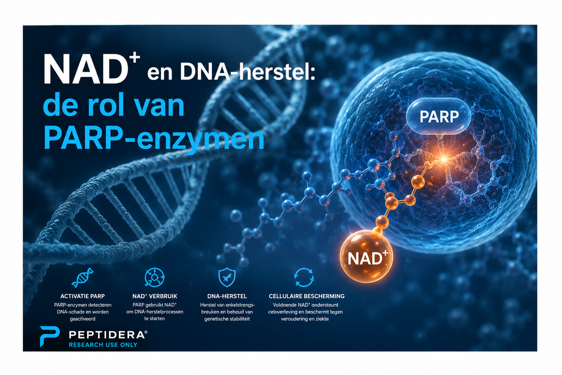 NAD⁺ en DNA-herstel: de rol van PARP-enzymen