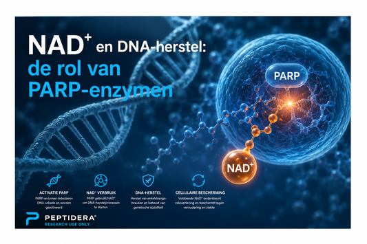 NAD⁺ en DNA-herstel: de rol van PARP-enzymen