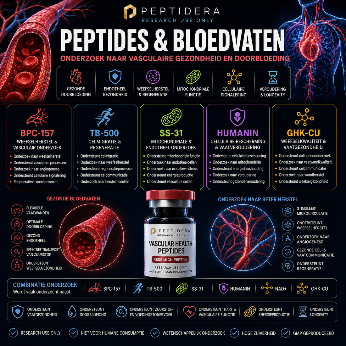 Peptides en Bloedvaten: Onderzoek naar Vasculaire Gezondheid en Doorbloeding