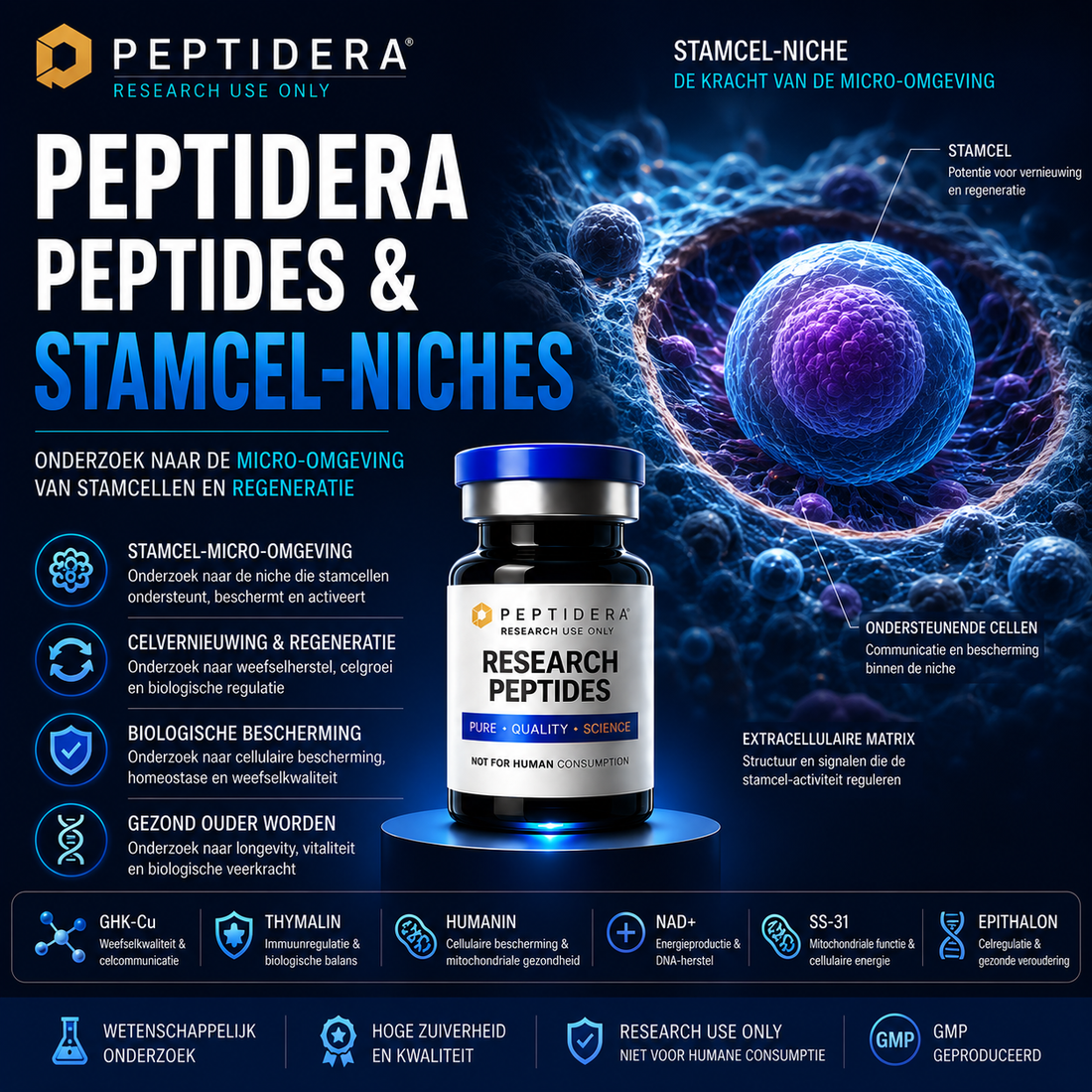 Peptidera Peptides en Stamcel-Niches: Onderzoek naar de Micro-omgeving van Stamcellen
