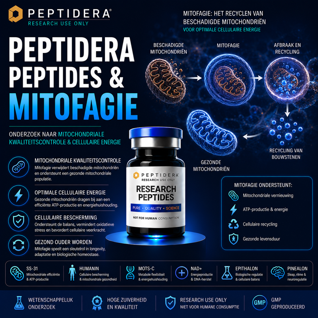 Peptidera Peptides en Mitofagie: Onderzoek naar Mitochondriale Kwaliteitscontrole