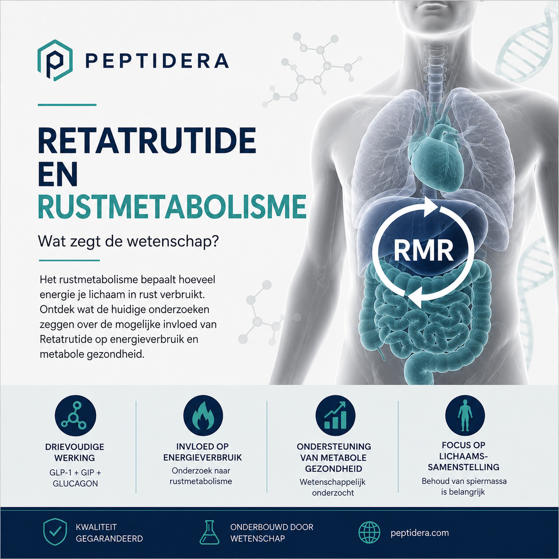 Retatrutide en Rustmetabolisme | Wetenschappelijk overzicht | Peptidera