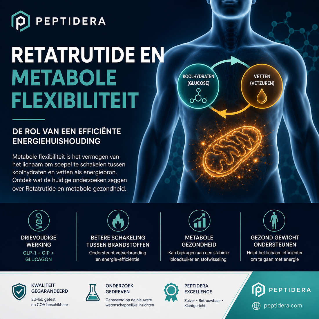 Retatrutide en Metabole Flexibiliteit | Wetenschappelijk overzicht | Peptidera