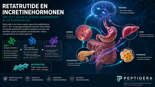 Retatrutide en Incretinehormonen | Werking uitgelegd | Peptidera