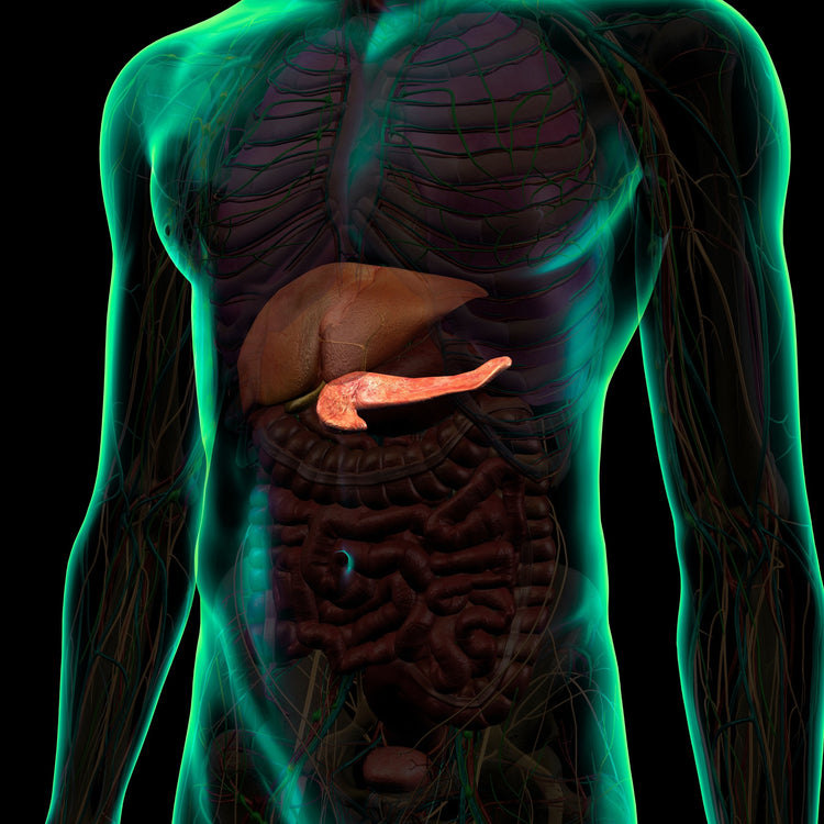 Metabolisme & GLP-1